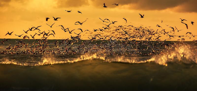 RadioMarocCulture Wildlife Birds Wildlife Birds Lots Seagulls Hovering Over Stormy Sea Sunset 107087509